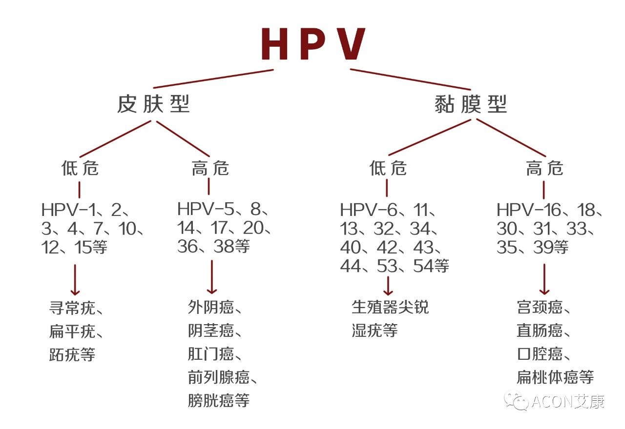 HPV疫苗有必要打嗎？二價(jià)、四價(jià)、九價(jià)要如何選擇！